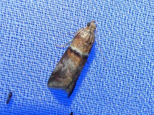 Réf. 326 708 : Acrobasis repandana
